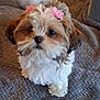 dog, small_dog, flower_accessory, pet, cute, fluffy, tail_wagging, indoor, blanket, gray_blanket, fur, animal, companion, adorable, looking_up, brown_and_white, home, cozy, curious, friendly