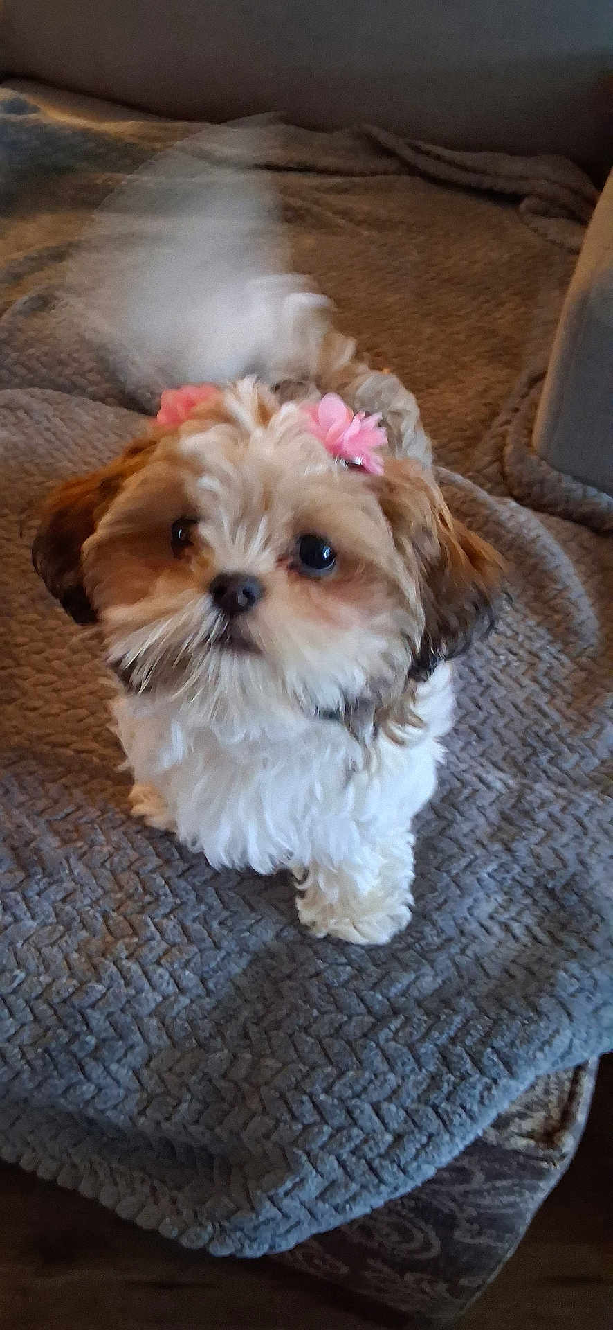 Lilly Mae joined the competition — help win amazing prizes! dog, small_dog, flower_accessory, pet, cute, fluffy, tail_wagging, indoor, blanket, gray_blanket, fur, animal, companion, adorable, looking_up, brown_and_white, home, cozy, curious, friendly