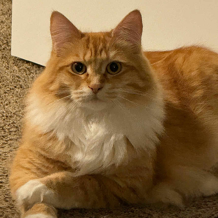 Shirley Temple joined the competition — help win amazing prizes! animal, carpet, cat, closeup, cute, domestic_cat, ears, feline, fluffy, fur, indoor, looking_at_camera, mammal, orange_cat, paws, pet, portrait, resting, whiskers, white_fur