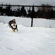 Rosie is registered to the contest to win money with this photo: dog, husky, snow, running, chain_link_fence, fence, winter, park, harness, tongue_out, joyful, outdoors, cold, motion, paw_tracks, trees, sky, playing, canine, sprint