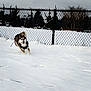 dog, husky, snow, running, chain_link_fence, fence, winter, park, harness, tongue_out, joyful, outdoors, cold, motion, paw_tracks, trees, sky, playing, canine, sprint