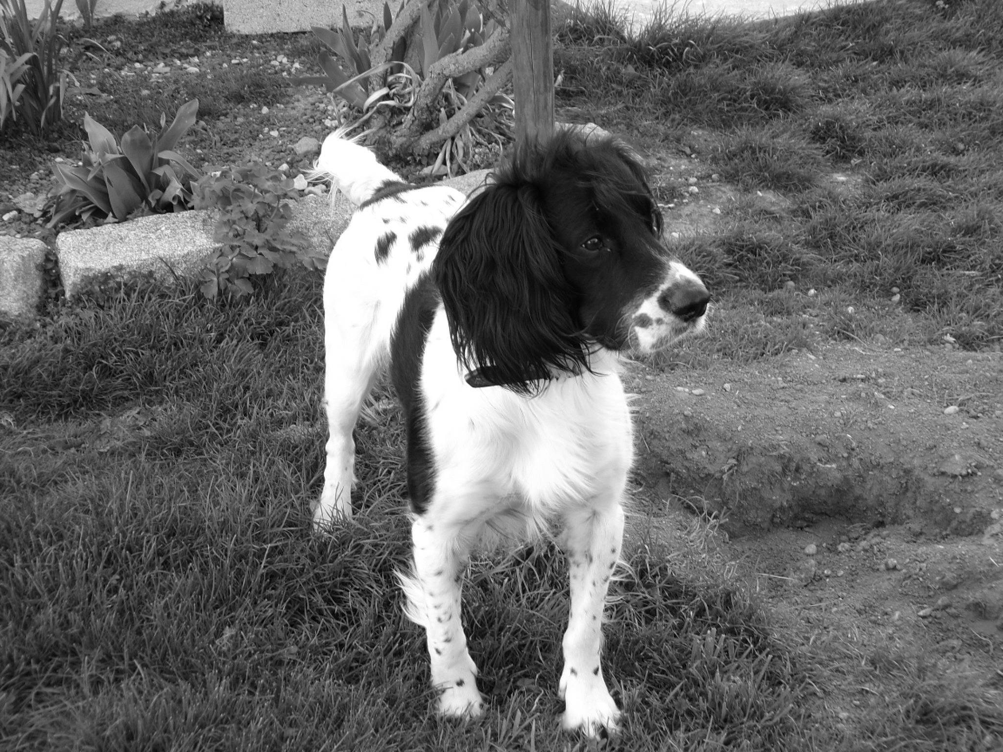 Tibou a rejoint le concours — aidez-le/la à gagner de superbes lots ! black_and_white, canidae, carnivore, companion_dog, dog, dog_breed, fur, grass, gun_dog, hunting_dog, mammal, monochrome, monochrome_photography, plant, snout, spaniel, sporting_group, style, terrestrial_animal, working_dog