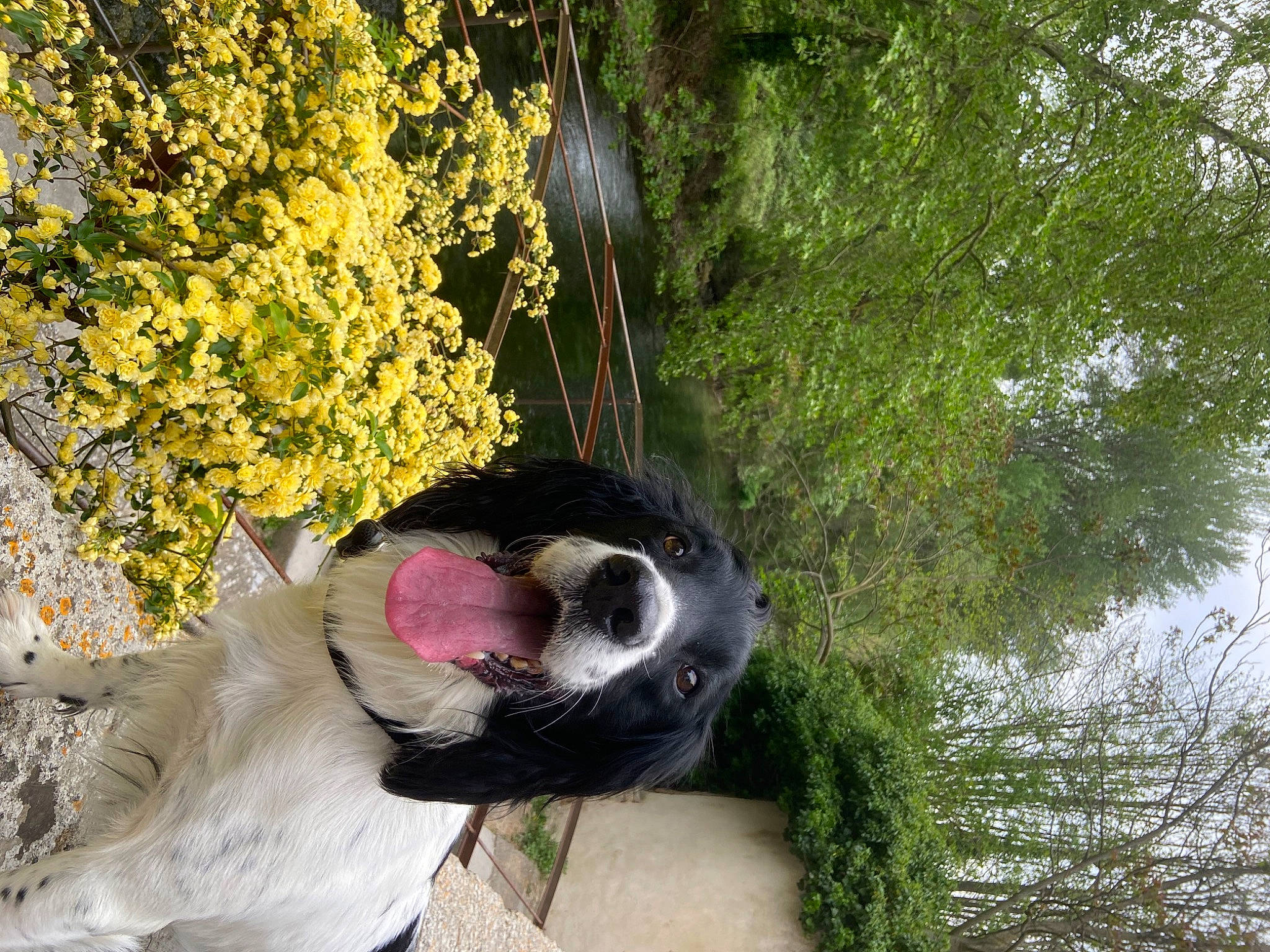 Tibou a rejoint le concours — aidez-le/la à gagner de superbes lots ! art, canidae, carnivore, dog_breed, fur, garden, grass, landscape, lawn_ornament, leisure, plant, reflection, shrub, soil, sporting_group, toy, tree, trunk, wildlife, working_animal