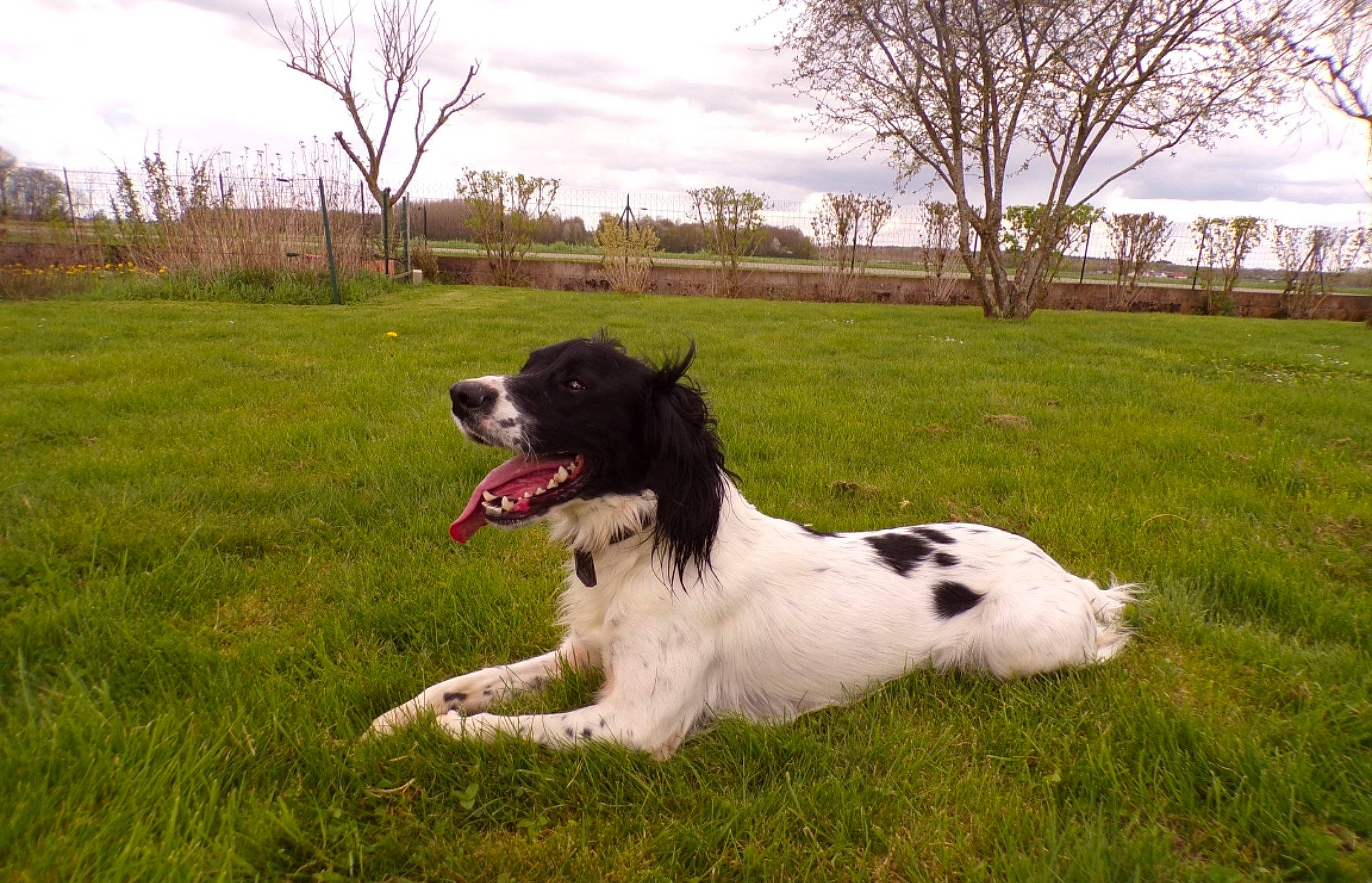 Tibou a rejoint le concours — aidez-le/la à gagner de superbes lots ! canidae, carnivore, cloud, collar, companion_dog, dog, dog_breed, dog_collar, fur, grass, grassland, gun_dog, happy, plant, recreation, sky, snout, sporting_group, tail, tree