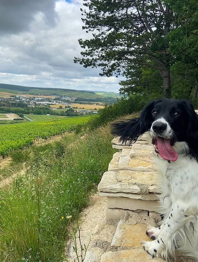 Tibou a rejoint le concours — aidez-le/la à gagner de superbes lots ! canidae, carnivore, cloud, companion_dog, dog, dog_breed, dog_collar, fur, grass, grassland, gun_dog, hill, landscape, natural_landscape, plant, sky, spaniel, sporting_group, tree, working_dog