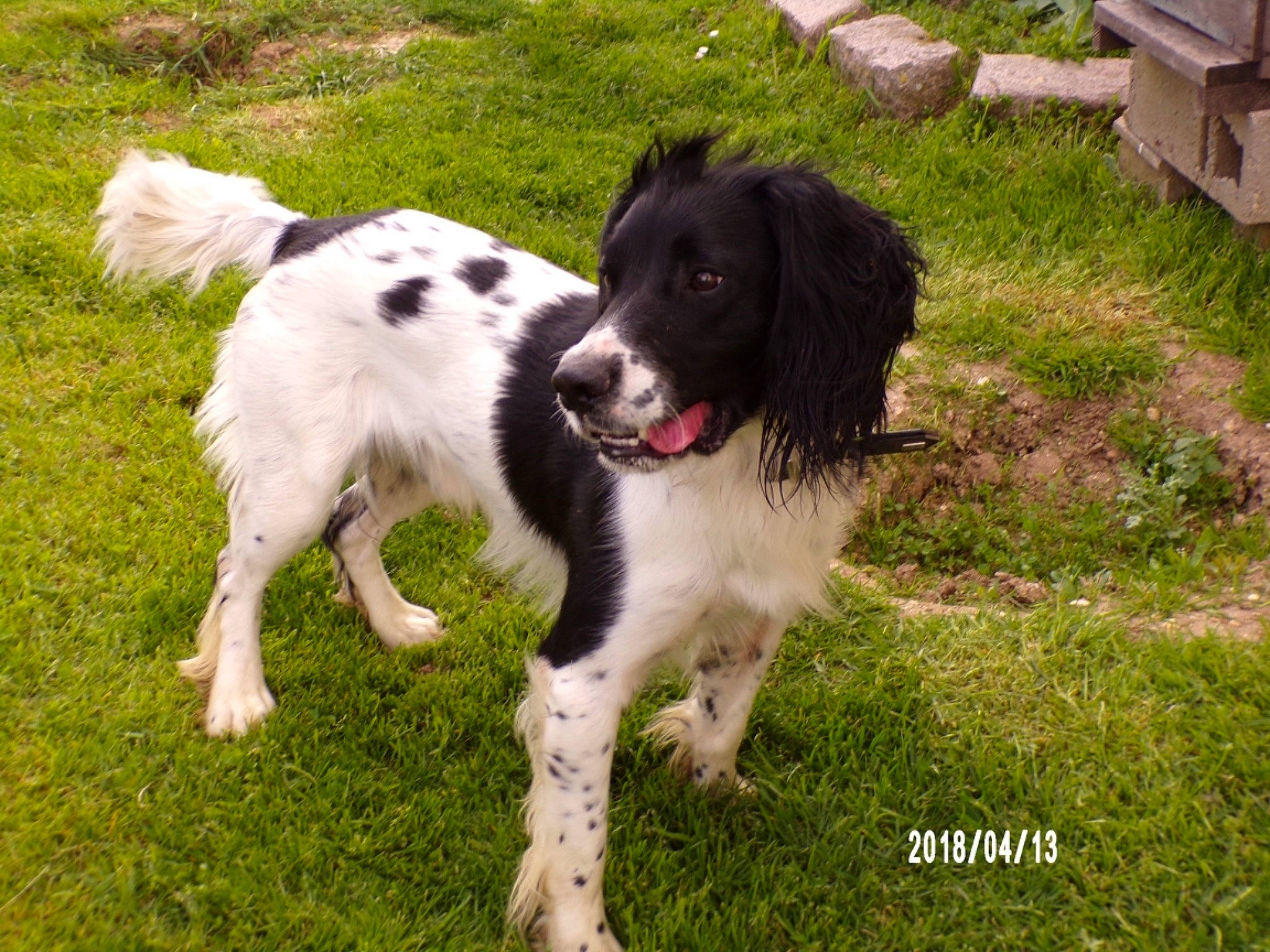 Tibou participe au concours pour gagner de l'argent avec cette photo : border_collie, canidae, carnivore, collar, companion_dog, dog, dog_breed, fur, grass, gun_dog, herding_dog, plant, snout, sporting_group, working_animal, working_dog