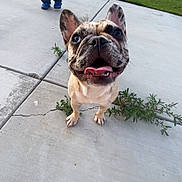 Ivy joined the competition — help win amazing prizes! dog, french_bulldog, outdoor, sidewalk, grass, person, jeans, toy, happy, pet, animal, concrete, greenery, fence, smiling, tongue_out, ears_up, playful, cute, companion