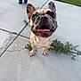 dog, french_bulldog, outdoor, sidewalk, grass, person, jeans, toy, happy, pet, animal, concrete, greenery, fence, smiling, tongue_out, ears_up, playful, cute, companion
