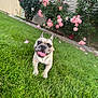 Ivy is registered to the contest to win money with this photo: dog, french_bulldog, grass, flower_bed, roses, pink_roses, red_roses, garden, outdoor, pet, tongue_out, smiling_dog, house, siding, greenery, plants, nature, sunlight, happy, summer