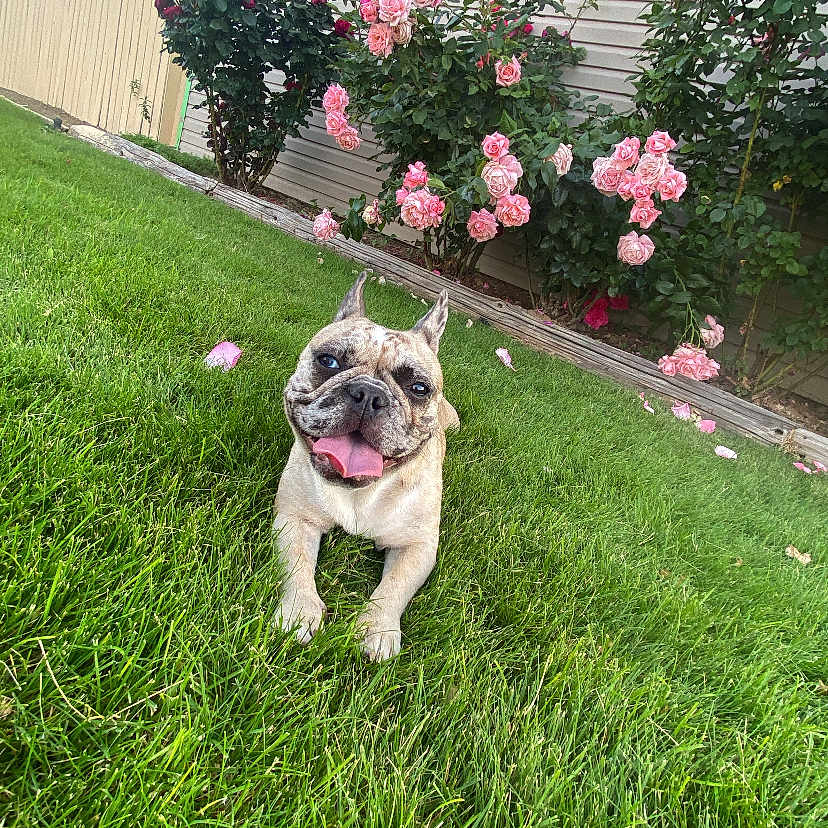 Ivy is registered to the contest to win money with this photo: dog, flower_bed, french_bulldog, garden, grass, greenery, happy, house, nature, outdoor, pet, pink_roses, plants, red_roses, roses, siding, smiling_dog, summer, sunlight, tongue_out