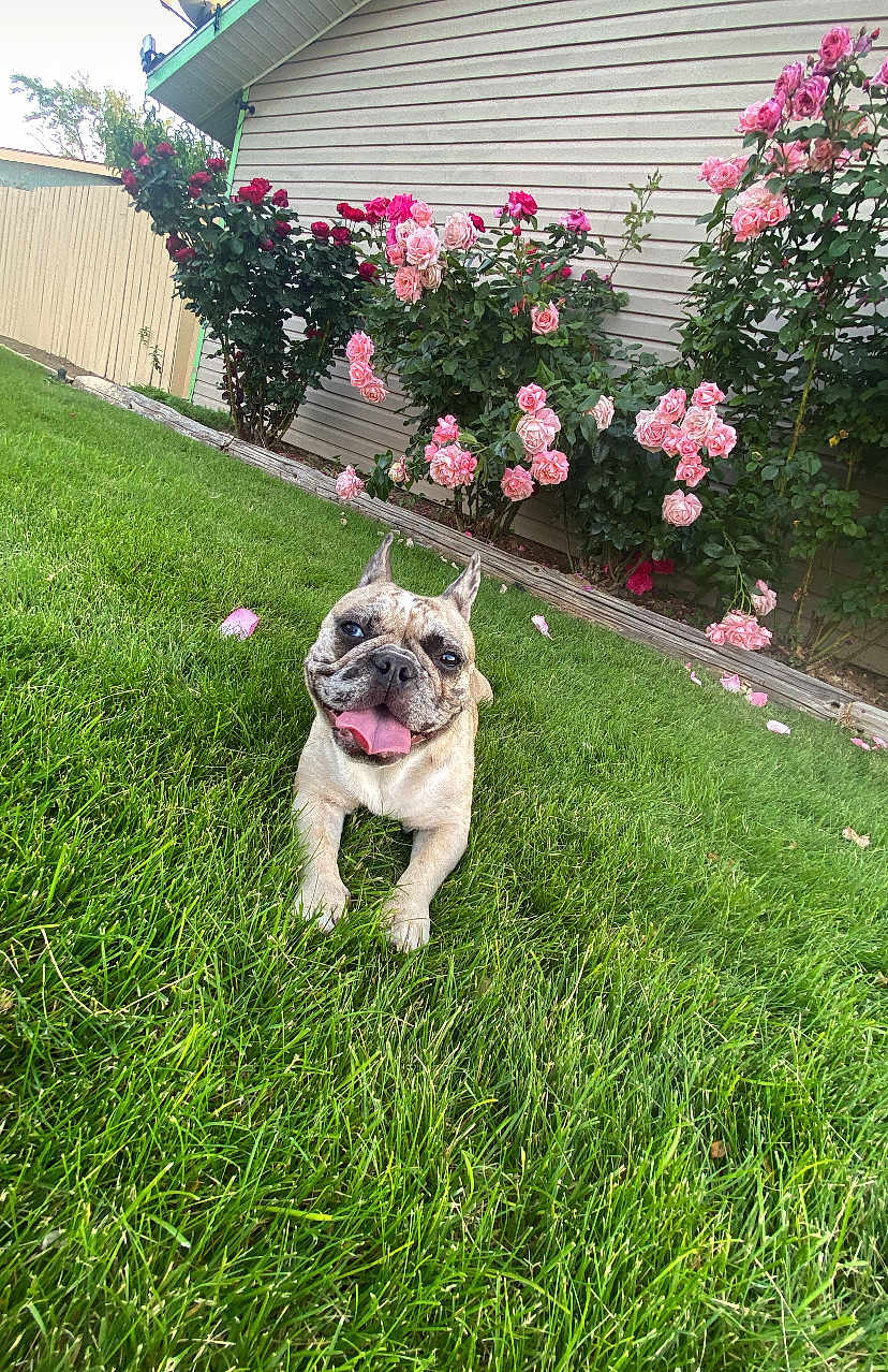 Ivy is registered to the contest to win money with this photo: dog, french_bulldog, grass, flower_bed, roses, pink_roses, red_roses, garden, outdoor, pet, tongue_out, smiling_dog, house, siding, greenery, plants, nature, sunlight, happy, summer