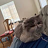 animal, blinds, cat, chair, close_up, daylight, feline, fluffy, furniture, gray_and_white, grumpy, indoors, living_room, persian_cat, person, pet, portrait, shoulder, sitting, window