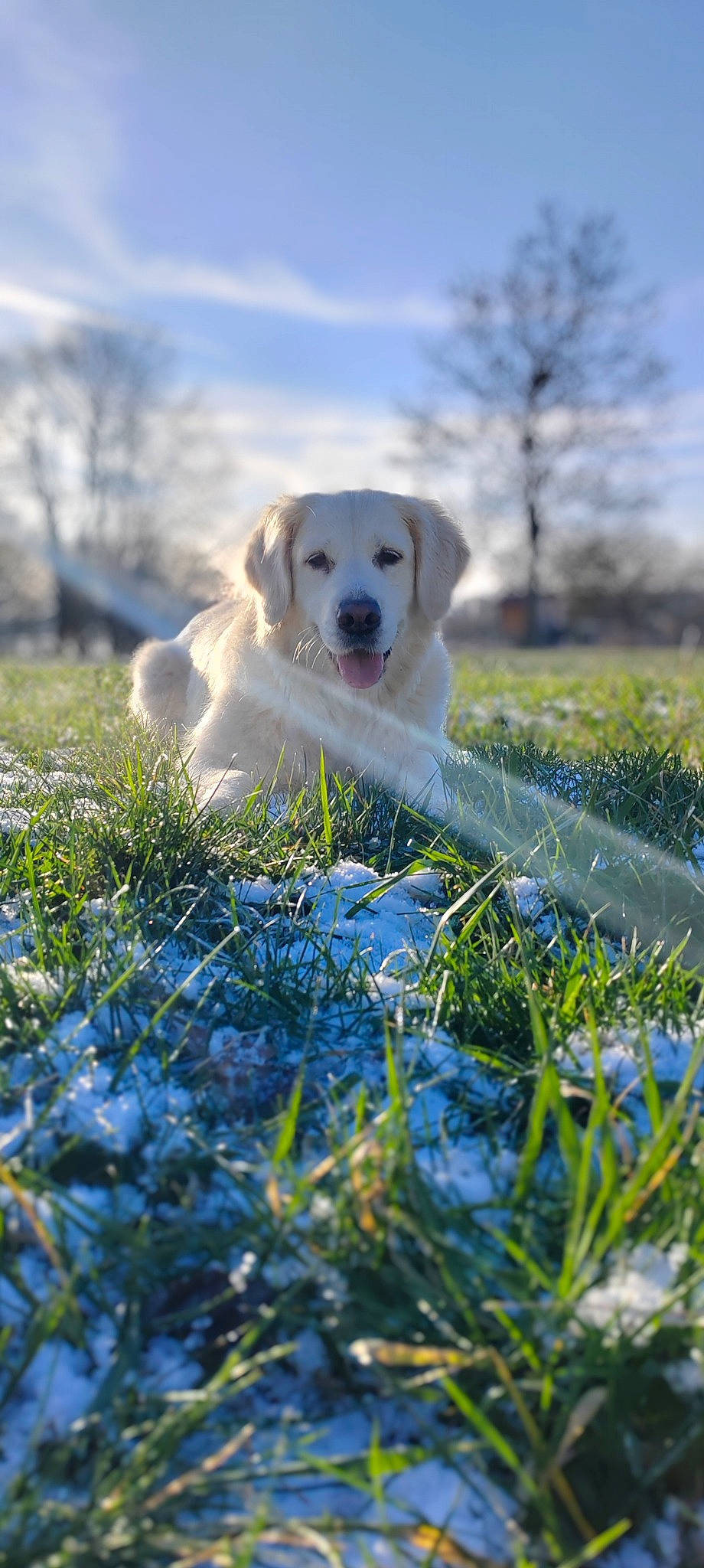 Moly participe au concours pour gagner de l'argent avec cette photo : akbash_dog, canidae, carnivore, cloud, companion_dog, dog, dog_breed, grass, grassland, great_pyrenees, gun_dog, happy, natural_landscape, plant, sky, sporting_group, sunlight, tree, winter, working_dog