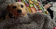 Lilly joined the competition — help win amazing prizes! dog, blanket, pillow, indoor, cozy, fur, small_dog, resting, car_pattern, fabric, couch, foot, furniture, home, relaxing, animal, pet, snuggled, texture, casual