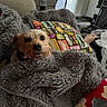 dog, blanket, pillow, indoor, cozy, fur, small_dog, resting, car_pattern, fabric, couch, foot, furniture, home, relaxing, animal, pet, snuggled, texture, casual