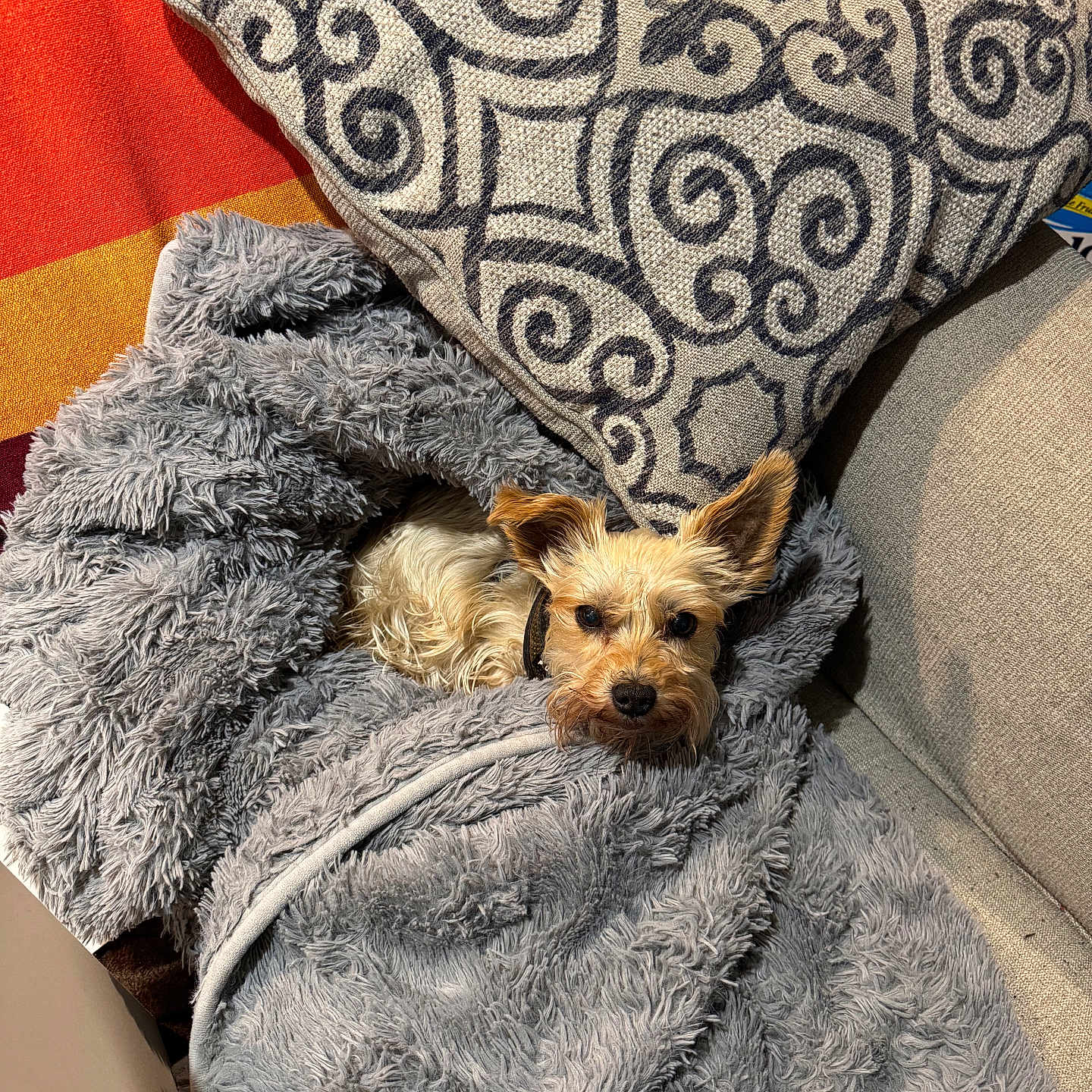 Lilly joined the competition — help win amazing prizes! dog, small_dog, blanket, couch, pillow, cozy, indoor, fur, resting, pet, animal, snug, curious_eyes, patterned_pillow, fabric, relaxing, home, cute, wrapped, comfort