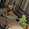 Lilly is registered to the contest to win money with this photo: dog, pet, bed, cushion, plush_toys, stuffed_animals, bedroom, curtains, metal_bed_frame, brown_dog, small_dog, comfort, indoor, resting, furniture, cozy, canine, animal, domestic, relaxing