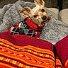 Lilly is registered to the contest to win money with this photo: dog, small_dog, pet, sweater, red_sweater, blanket, gray_blanket, cozy, indoors, fur, ears, looking_up, curious, black_nose, seated, domestic_animal, cute, companion, warm, comfort