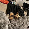 dog, blanket, couch, indoor, cozy, home_office, computer_monitor, chair, fur, pet, relaxed, sleepy, furniture, living_room, fabric, small_dog, casual, resting, comfort, household