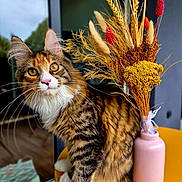 Biscotte participe au concours pour gagner de l'argent avec cette photo : cat, long_hair, fluffy, tabby, white_paws, green_eyes, pink_nose, whiskers, sitting, portrait, pet, animal, bouquet, dried_flowers, wheat, vase, pink_vase, table, window, indoors