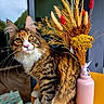 cat, long_hair, fluffy, tabby, white_paws, green_eyes, pink_nose, whiskers, sitting, portrait, pet, animal, bouquet, dried_flowers, wheat, vase, pink_vase, table, window, indoors