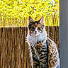 cat, calico_cat, longhaired_cat, fluffy, pet, animal, sitting, portrait, outdoor, sunlight, greenery, bamboo, fence, table, whiskers, ears, eyes, fur, front_view, backyard