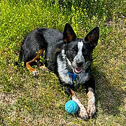 Cora joined the competition — help win amazing prizes! animal, ball, black_and_white, collar, dog, ears, field, flower, grass, greenery, happy, laying_down, nature, outdoor, pet, playful, summer, sunlight, tan_markings, tongue