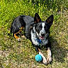 animal, ball, black_and_white, collar, dog, ears, field, flower, grass, greenery, happy, laying_down, nature, outdoor, pet, playful, summer, sunlight, tan_markings, tongue