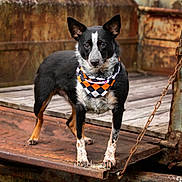Cora is registered to the contest to win money with this photo: dog, bandana, black_and_white, rust, old_truck, metal, wood, outdoor, animal, pet, standing, alert, portrait, fur, ears, chain, vintage, texture, background, closeup