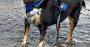 Cora is registered to the contest to win money with this photo: adventure, animal, black_and_white, canine, daytime, dog, happy, harness, leash, nature, outdoor, pet, playful, rocks, smiling, standing, stream, tan_markings, water, wet