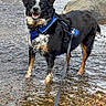 adventure, animal, black_and_white, canine, daytime, dog, happy, harness, leash, nature, outdoor, pet, playful, rocks, smiling, standing, stream, tan_markings, water, wet