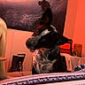 Cora is registered to the contest to win money with this photo: animal, art_photo, blanket, casual, companion, cozy, curiosity, curious, dog, domestic, furniture, indoor, orange_lighting, pet, portrait, relaxed, room, surfer_image, tilted_head, wall_art
