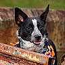 Cora joined the competition — help win amazing prizes! alert, animal, background_blur, bandana, black_and_white, canine, closeup, dog, ears, fur, grass, happy, metal, nature, outdoor, pet, portrait, rust, snout, tongue