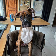 Aldo participe au concours pour gagner de l'argent avec cette photo : dog, puppy, brindle, boxer, chair, kitchen, table, refrigerator, cabinet, laundry, floor, tile_floor, curious, pet, indoor, furniture, white_chest, glass, household, domestic