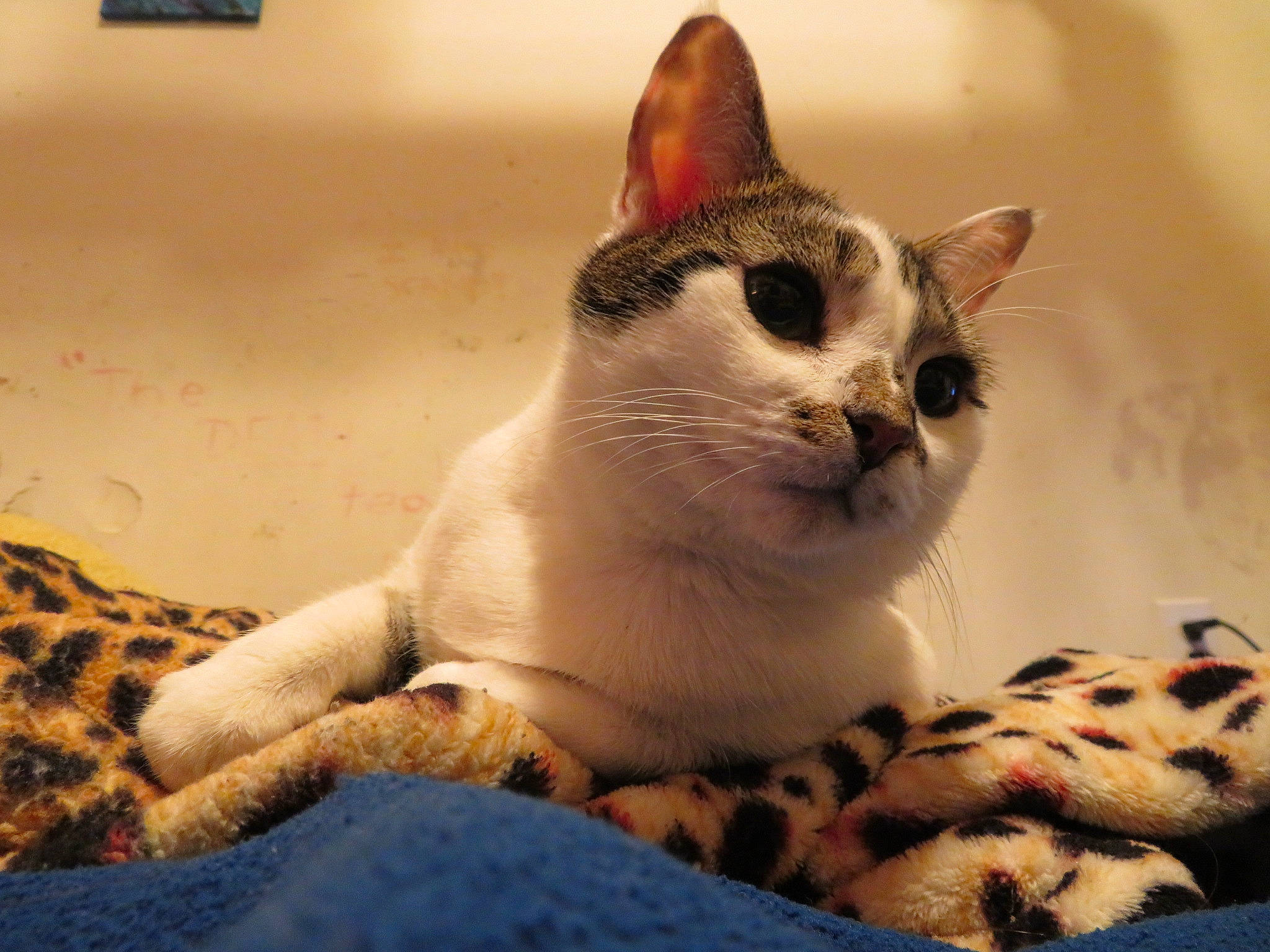 Meko is registered to the contest to win money with this photo: aegean_cat, american_wirehair, arabian_mau, asian, australian_mist, carnivore, cat, colorpoint_shorthair, domestic_short_haired_cat, european_shorthair, felidae, kitten, mammal, ojos_azules, paw, singapura, small_to_medium_sized_cats, snout, vertebrate, whiskers