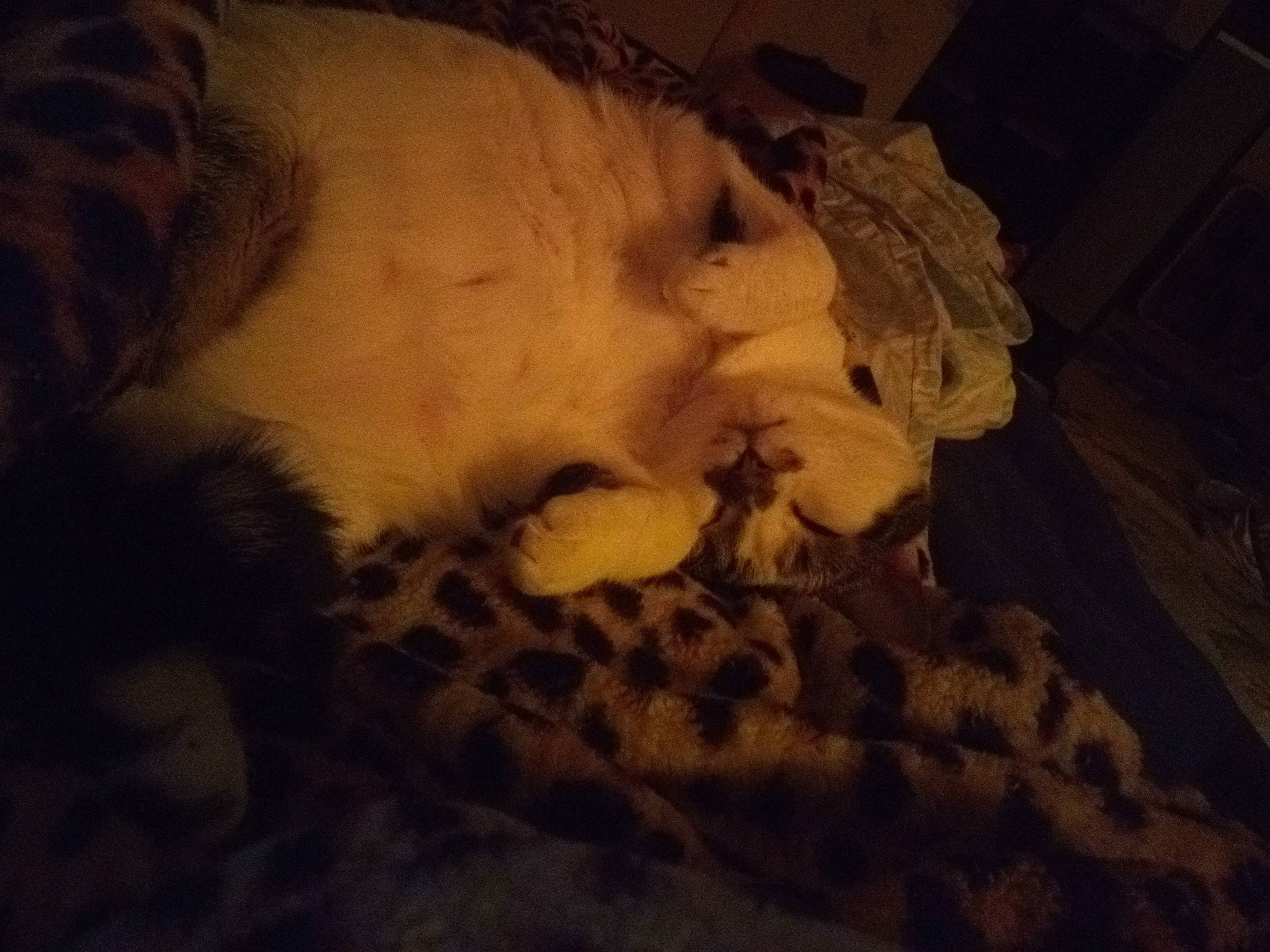 Meko joined the competition — help win amazing prizes! canidae, carnivore, cloud, fur, night, puppy, sky, sleep, sporting_group