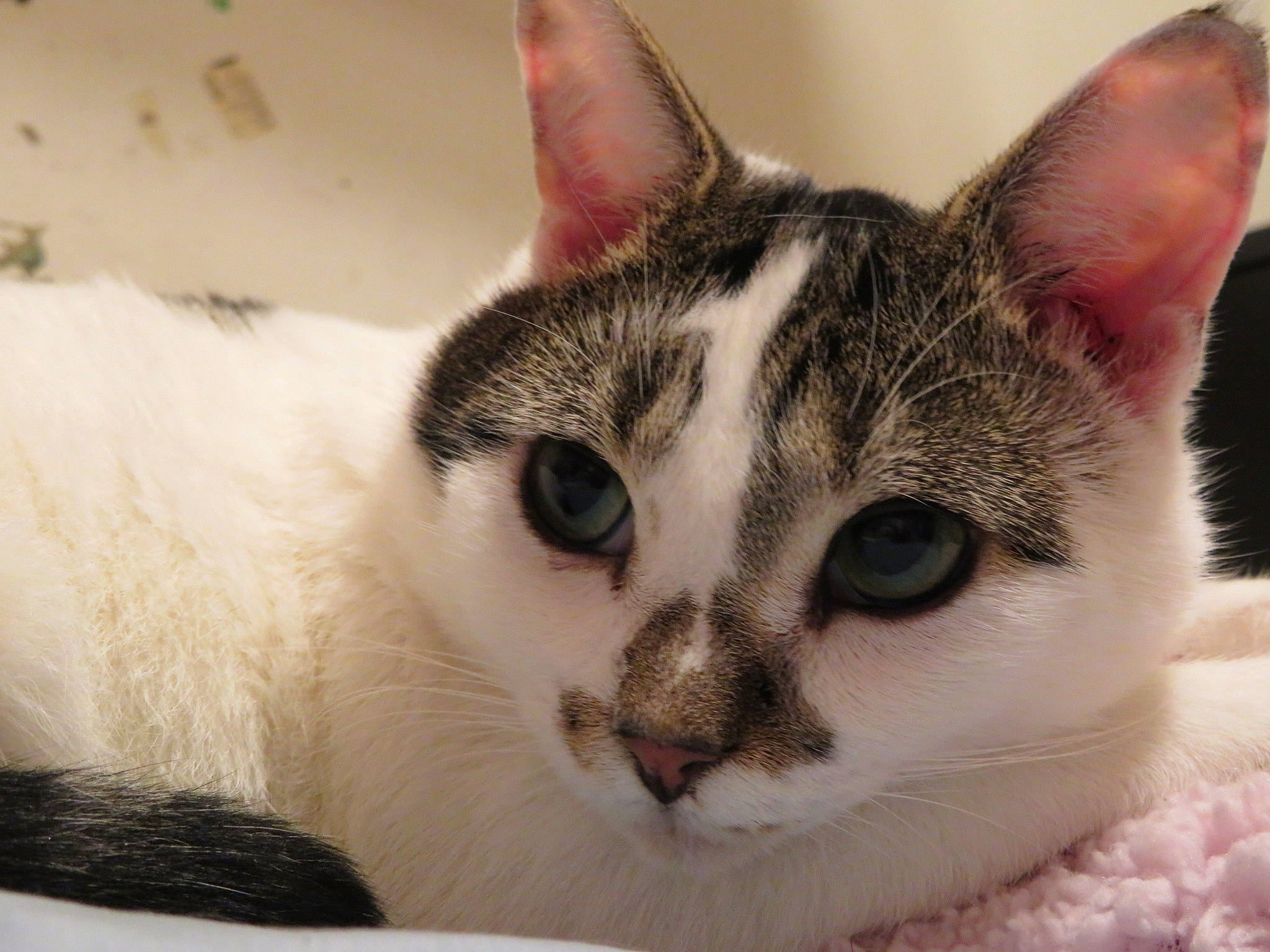 Meko is registered to the contest to win money with this photo: aegean_cat, american_wirehair, asian, carnivore, cat, close_up, domestic_short_haired_cat, european_shorthair, eye, felidae, fur, kitten, mammal, nose, ojos_azules, singapura, small_to_medium_sized_cats, snout, vertebrate, whiskers