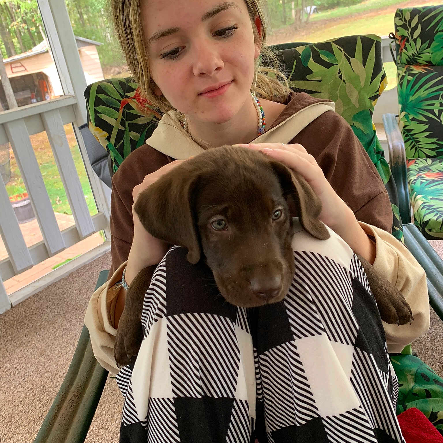 Diesel joined the competition — help win amazing prizes! canidae, carnivore, collar, companion_dog, dog, dog_breed, fawn, fur, happy, linens, liver, outerwear, pattern, plaid, plant, sitting, sleeve, sporting_group, tree, working_animal