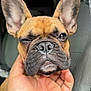 Romeo is registered to the contest to win money with this photo: dog, french_bulldog, close_up, hand, car_interior, pet, ears, wrinkles, brown_fur, black_nose, sitting, cute, animal, mammal, domestic_animal, face, expression, paw, human_hand, one_eye_closed