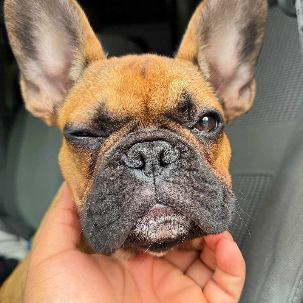 Romeo is registered to the contest to win money with this photo: animal, black_nose, brown_fur, car_interior, close_up, cute, dog, domestic_animal, ears, expression, face, french_bulldog, hand, human_hand, mammal, one_eye_closed, paw, pet, sitting, wrinkles