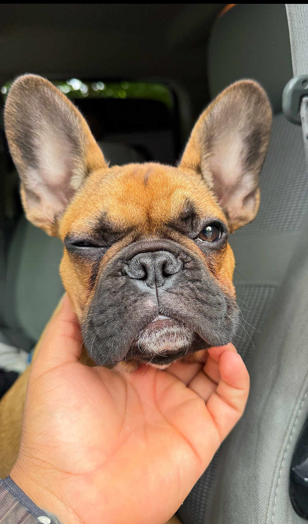 Romeo is registered to the contest to win money with this photo: dog, french_bulldog, close_up, hand, car_interior, pet, ears, wrinkles, brown_fur, black_nose, sitting, cute, animal, mammal, domestic_animal, face, expression, paw, human_hand, one_eye_closed