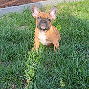 Romeo is registered to the contest to win money with this photo: dog, puppy, french_bulldog, grass, outdoor, sunlight, garden, pet, animal, ears, brown, cute, young, nature, greenery, small, sitting, adorable, face, alert
