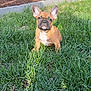 dog, puppy, french_bulldog, grass, outdoor, sunlight, garden, pet, animal, ears, brown, cute, young, nature, greenery, small, sitting, adorable, face, alert