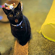 Little Girl joined the competition — help win amazing prizes! animal, basket, bell, black_cat, blurred_background, cat, collar, ears, feline, fur, home, indoor, looking_up, meowing, pet, playful, sitting, toy, whiskers, yellow_object