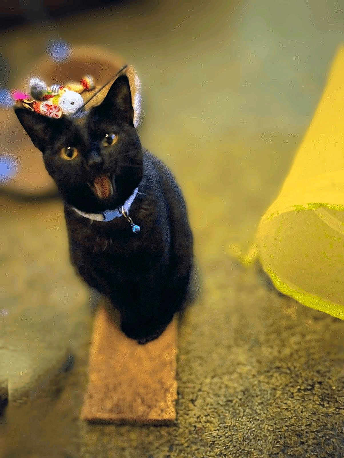 Little Girl joined the competition — help win amazing prizes! animal, basket, bell, black_cat, blurred_background, cat, collar, ears, feline, fur, home, indoor, looking_up, meowing, pet, playful, sitting, toy, whiskers, yellow_object