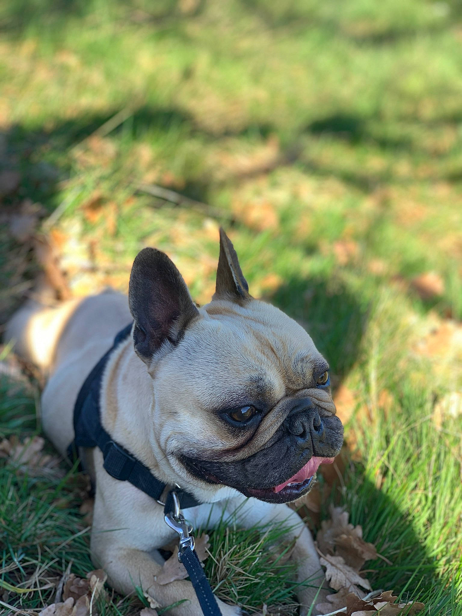 Narcos participe au concours pour gagner de l'argent avec cette photo : adventure, boston_terrier, bulldog, canidae, carnivore, companion_dog, dog, dog_breed, fawn, french_bulldog, grass, mammal, molosser, non_sporting_group, plant, pug, puppy, snout, toy_bulldog, vertebrate