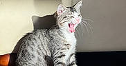 Winston is registered to the contest to win money with this photo: cat, cozy, cute, domestic_cat, floor, indoor, kitten, paw, pet, portrait, reflection, shadow, sitting, striped, sunlight, tabby, wall, whiskers, wooden_floor, yawning