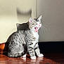cat, kitten, tabby, yawning, whiskers, indoor, sunlight, shadow, wooden_floor, floor, wall, sitting, pet, domestic_cat, cute, portrait, reflection, paw, striped, cozy