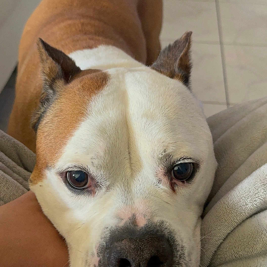 Boyka joined the competition — help win amazing prizes! animal, blanket, brown_and_white, canine, close_up, comfort, companion, cozy, dog, ears, face, floor, fur, home, indoor, looking_up, nose, pet, resting, tile