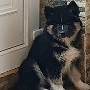 Arès participe au concours pour gagner de l'argent avec cette photo : puppy, dog, black_and_white, fluffy, indoor, door, stone_wall, floor, tile, pet, sitting, young, curious, cozy, corner, paw, fur, animal, cute, companion